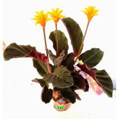 Calathea Crocata Tassmania-Turuncu Renk Çiçekli-Mükemmel Salon Çiçeği- 8,5 cm Saksıda -30 cm Uzunluk