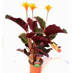 Calathea Crocata Tassmania-Turuncu Renk Çiçekli-Mükemmel Salon Çiçeği- 8,5 cm Saksıda -30 cm Uzunluk