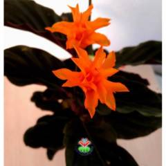 Calathea Crocata Tassmania-Turuncu Renk Çiçekli-Mükemmel Salon Çiçeği- 8,5 cm Saksıda -30 cm Uzunluk
