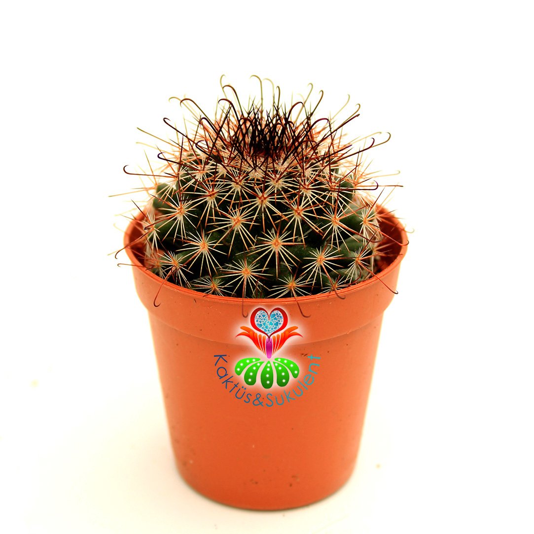 Siyah Çengel Dikenli Kaktüs,Mammillaria Microcarpa-Farklı Diken Yapılı-5,5 cm Saksıda