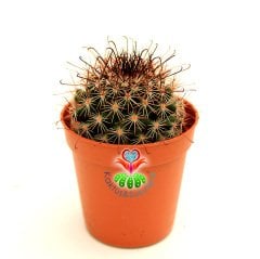 Siyah Çengel Dikenli Kaktüs,Mammillaria Microcarpa-Farklı Diken Yapılı-5,5 cm Saksıda