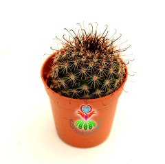 Siyah Çengel Dikenli Kaktüs,Mammillaria Microcarpa-Farklı Diken Yapılı-5,5 cm Saksıda
