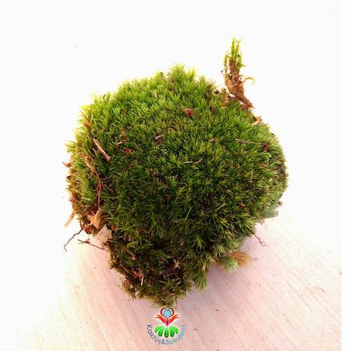 Yeşil Renk Canlı Terraryum Yosunu-Bolmoss-10x10 cm İğnelik Yosunu-Terarium,Mini Bahçe,Yosun,Sukulent