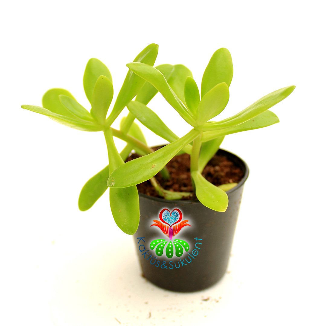 Sukulent. Crassula Argentea-Canlı Parlak Yeşil Tonlarında-5,5 cm Saksıda-Para Ağacı-Melez Tür