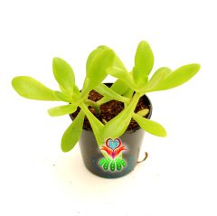 Sukulent. Crassula Argentea-Canlı Parlak Yeşil Tonlarında-5,5 cm Saksıda-Para Ağacı-Melez Tür