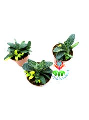 Gasteria Gracilis Variegata Doğal Sarı-Yeşil Renk-8,5 cm saksılı