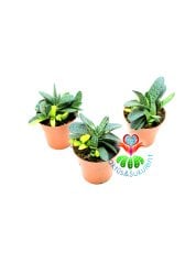 Gasteria Gracilis Variegata Doğal Sarı-Yeşil Renk-8,5 cm saksılı