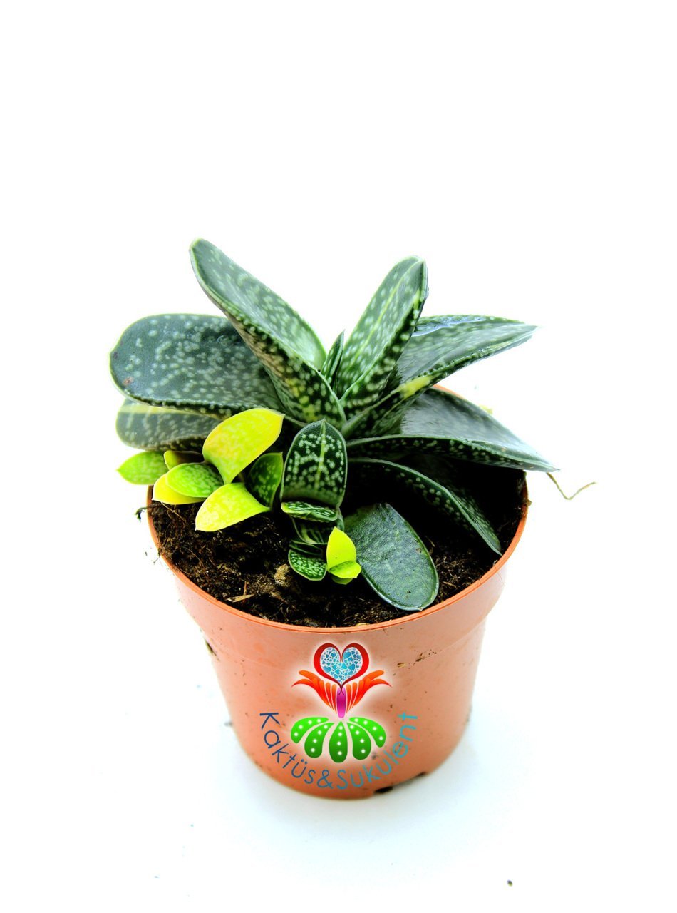 Gasteria Gracilis Variegata Doğal Sarı-Yeşil Renk-8,5 cm saksılı