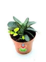 Gasteria Gracilis Variegata Doğal Sarı-Yeşil Renk-8,5 cm saksılı