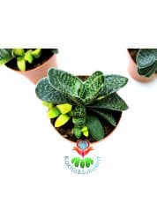 Gasteria Gracilis Variegata Doğal Sarı-Yeşil Renk-8,5 cm saksılı
