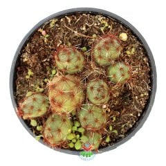 Puna Subterranea-Yuvarlak Formlu-Çok Nadir Tür Kaktüs-8,5 cm Saksıda