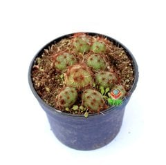 Puna Subterranea-Yuvarlak Formlu-Çok Nadir Tür Kaktüs-8,5 cm Saksıda