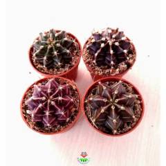 Kaktüs,Gymnocalycium Mihanovichii -Farklı Renk Tonlarında-1. Sınıf -5,5 cm saksıda-Teraryum,Sukulent