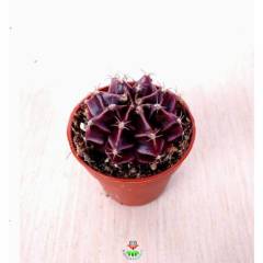 Kaktüs,Gymnocalycium Mihanovichii -Farklı Renk Tonlarında-1. Sınıf -5,5 cm saksıda-Teraryum,Sukulent