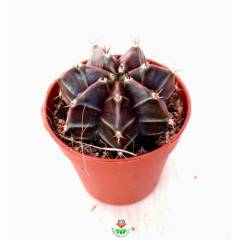 Kaktüs,Gymnocalycium Mihanovichii -Farklı Renk Tonlarında-1. Sınıf -5,5 cm saksıda-Teraryum,Sukulent