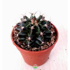 Kaktüs,Gymnocalycium Mihanovichii -Farklı Renk Tonlarında-1. Sınıf -5,5 cm saksıda-Teraryum,Sukulent