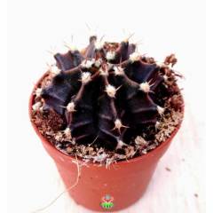Kaktüs,Gymnocalycium Mihanovichii -Farklı Renk Tonlarında-1. Sınıf -5,5 cm saksıda-Teraryum,Sukulent