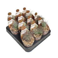Tephrocactus alexanderi koleksiyonluk Kaktüs-6,5 cm Saksıda