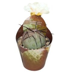 Tephrocactus alexanderi koleksiyonluk Kaktüs-6,5 cm Saksıda