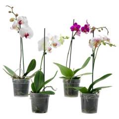Orkide Toprağı Tropikal Marka 3 litrelik Paket 1.Sınıf Steril Toprak , Torf