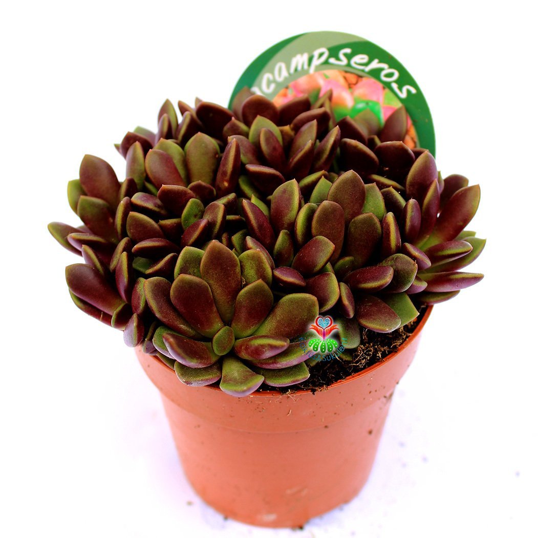 Anacampseros Rufescens-Doğal Bordo Renk Sukulent-8,5 cm Saksıda Özel Tür