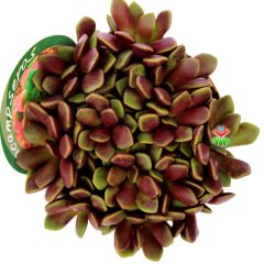 Anacampseros Rufescens-Doğal Bordo Renk Sukulent-8,5 cm Saksıda Özel Tür