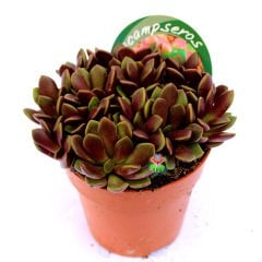 Anacampseros Rufescens-Doğal Bordo Renk Sukulent-8,5 cm Saksıda Özel Tür