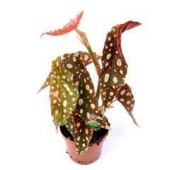 Benekli Yapraklı Begonya- Begonia Maculata-10.5 cm Saksıda 15cm Büyüklükte Çilli Begonya