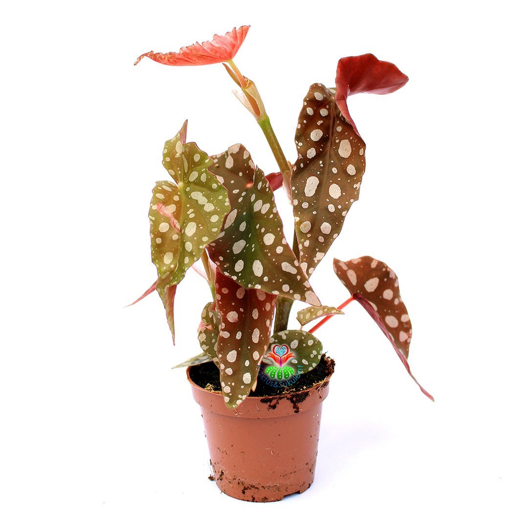 Benekli Yapraklı Begonya- Begonia Maculata-10.5 cm Saksıda 15cm Büyüklükte Çilli Begonya