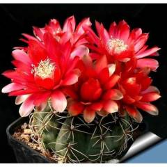 Kaktüs,Gymnocalycium Baldianum - Kırmızı Çiçek Açar-1.Sınıf İthal-5,5 cm Saksıda-Bol Çiçek Açar