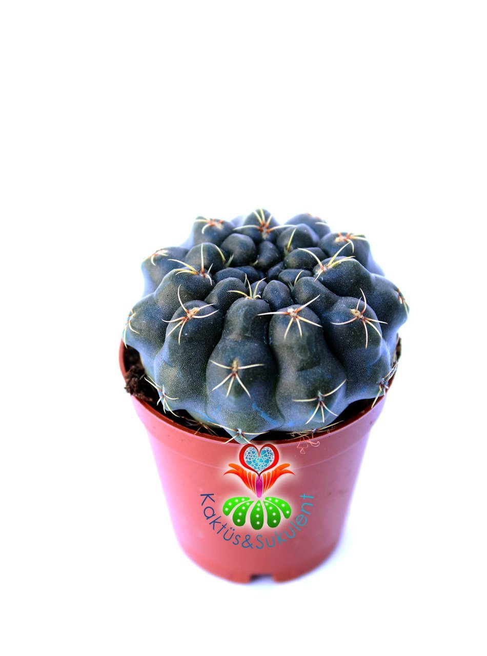 Kaktüs,Gymnocalycium Baldianum - Kırmızı Çiçek Açar-1.Sınıf İthal-5,5 cm Saksıda-Bol Çiçek Açar