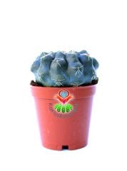 Kaktüs,Gymnocalycium Baldianum - Kırmızı Çiçek Açar-1.Sınıf İthal-5,5 cm Saksıda-Bol Çiçek Açar