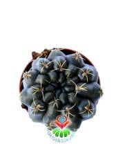 Kaktüs,Gymnocalycium Baldianum - Kırmızı Çiçek Açar-1.Sınıf İthal-5,5 cm Saksıda-Bol Çiçek Açar