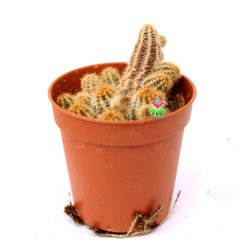 Chamaecereus Silvestrii -Tilki Kuyruğu - 5,5 cm saksıda Yılan Kaktüs-Sarkarak Hızlı Büyür