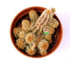 Chamaecereus Silvestrii -Tilki Kuyruğu - 5,5 cm saksıda Yılan Kaktüs-Sarkarak Hızlı Büyür