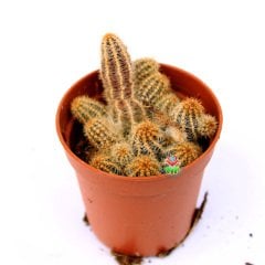 Chamaecereus Silvestrii -Tilki Kuyruğu - 5,5 cm saksıda Yılan Kaktüs-Sarkarak Hızlı Büyür