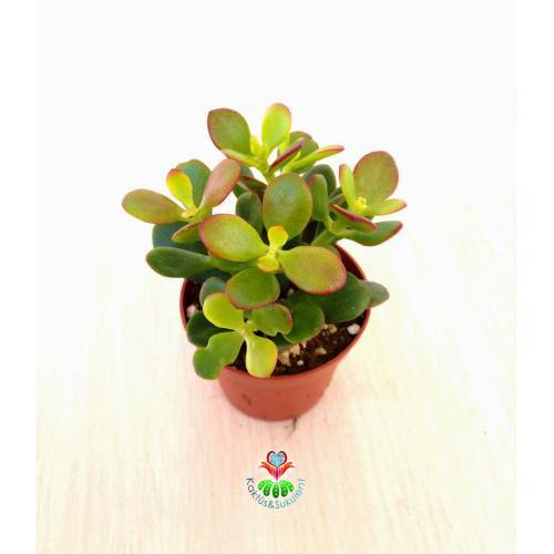 Feng Shui, Crassula Ovata Minor Minima-Para Ağacı,Şans Uğur Ağacı Büyük Boy 8,5cm saksıda,Jade Plant