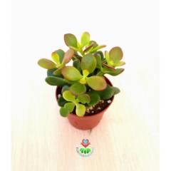 Feng Shui, Crassula Ovata Minor Minima-Para Ağacı,Şans Uğur Ağacı Büyük Boy 8,5cm saksıda,Jade Plant