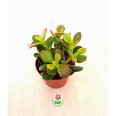 Feng Shui, Crassula Ovata Minor Minima-Para Ağacı,Şans Uğur Ağacı Büyük Boy 8,5cm saksıda,Jade Plant