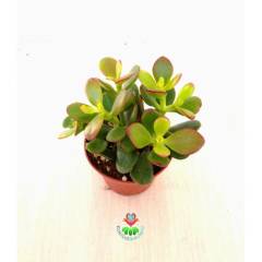 Feng Shui, Crassula Ovata Minor Minima-Para Ağacı,Şans Uğur Ağacı Büyük Boy 8,5cm saksıda,Jade Plant