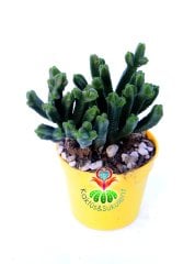 Crassula Pyramidalis 7 cm saksıda -Çok Özel Tür Katmanlı