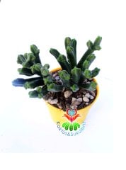 Crassula Pyramidalis 7 cm saksıda -Çok Özel Tür Katmanlı