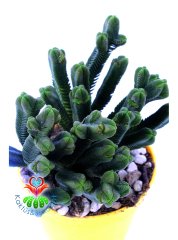 Crassula Pyramidalis 7 cm saksıda -Çok Özel Tür Katmanlı