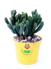 Crassula Pyramidalis 7 cm saksıda -Çok Özel Tür Katmanlı