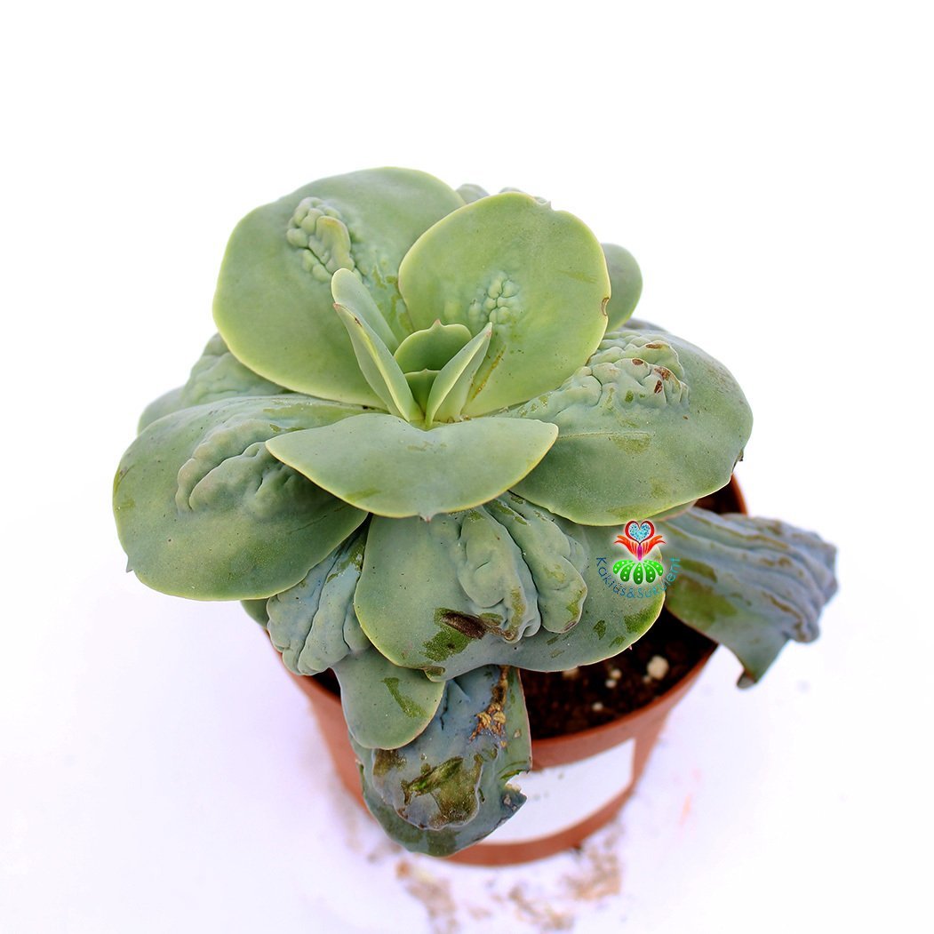 Echeveria 'New Heights' -Yaprakları Damlalı Özel Tür Sukulent 8,5 cm Saksıda