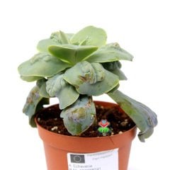 Echeveria 'New Heights' -Yaprakları Damlalı Özel Tür Sukulent 8,5 cm Saksıda