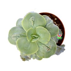 Echeveria 'New Heights' -Yaprakları Damlalı Özel Tür Sukulent 8,5 cm Saksıda