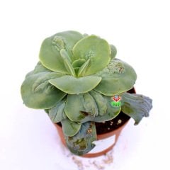 Echeveria 'New Heights' -Yaprakları Damlalı Özel Tür Sukulent 8,5 cm Saksıda