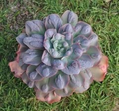 Echeveria 'New Heights' -Yaprakları Damlalı Özel Tür Sukulent 8,5 cm Saksıda