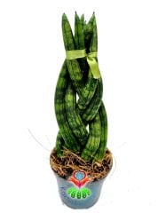 Sukulent,Sansevieria Cylindrica -Örgülü Paşa Kılıcı 6,5 cm saksıda -15+ cm Uzunluk -Teraryum,Kaktüs